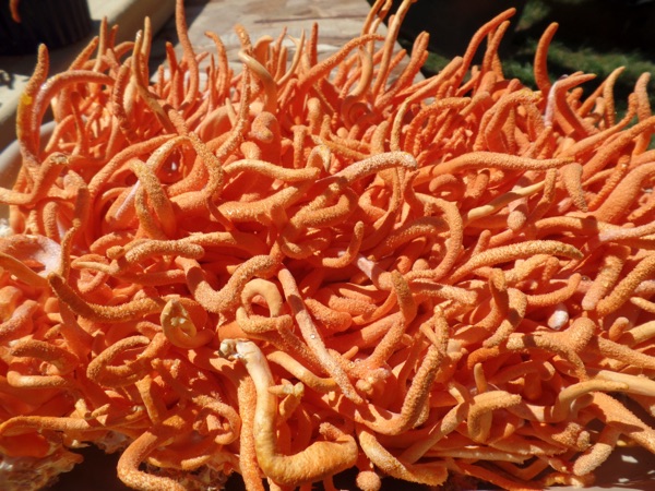 Carolina Cordys dried organic cordyceps militaris 2oz