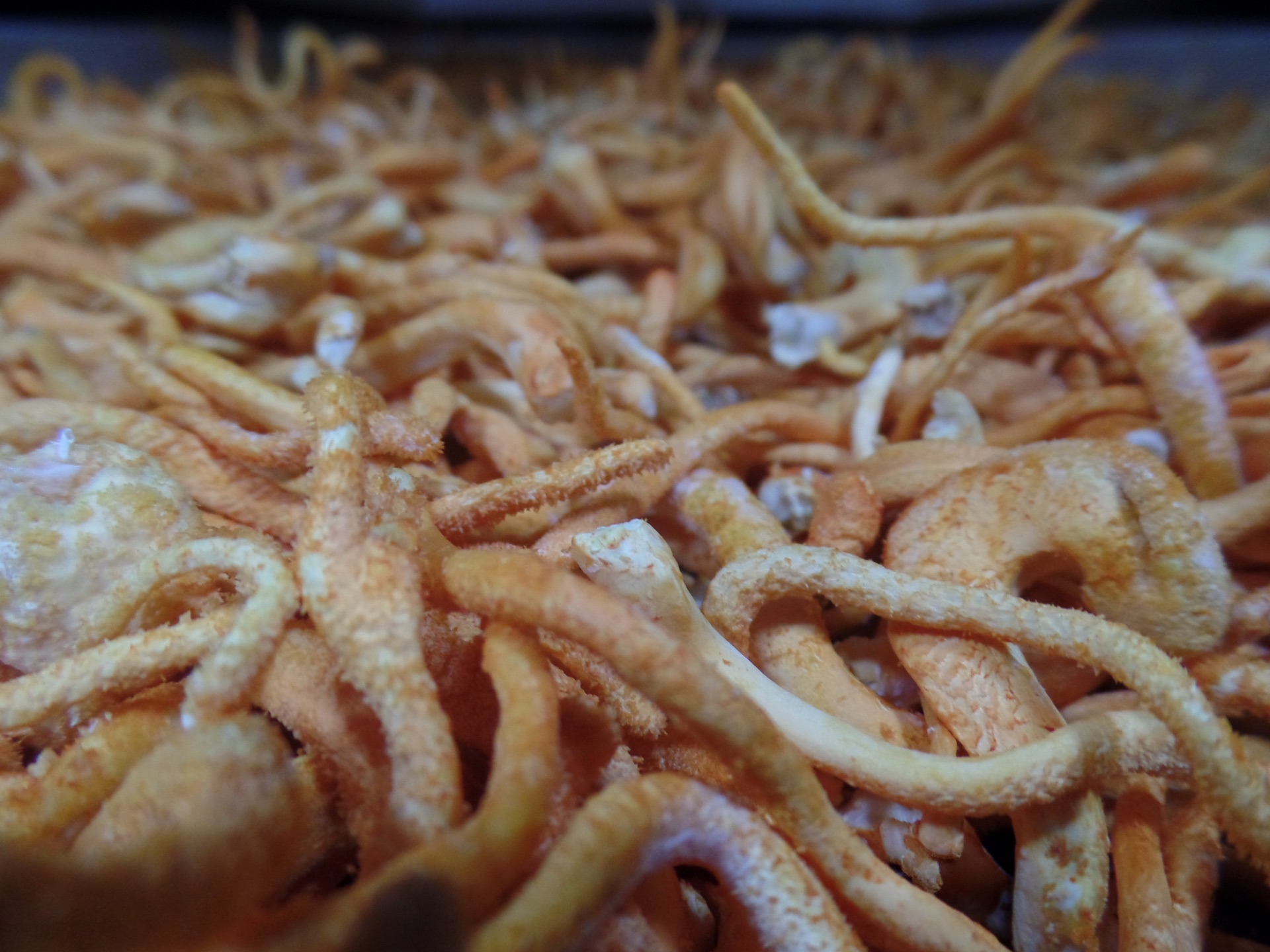 Dried cordyceps texture close up